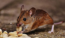 24 Hour & Emergency Exterminators in Etna, OH